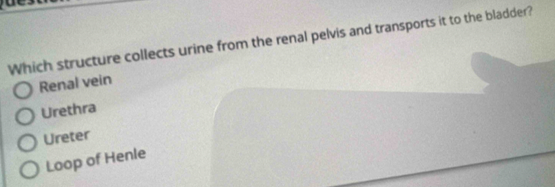 Which structure collects urine from the renal pelvis and transports it to the bladder?
Renal vein
Urethra
Ureter
Loop of Henle