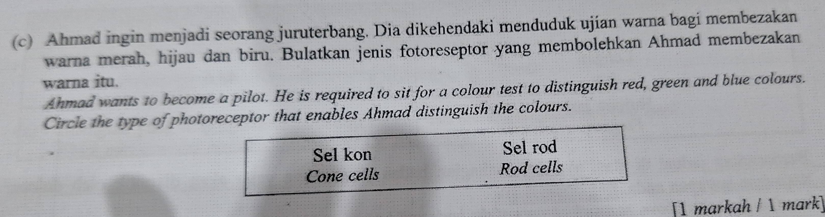 Ahmad ingin menjadi seorang juruterbang. Dia dikehendaki menduduk ujian warna bagi membezakan
warna merah, hijau dan biru. Bulatkan jenis fotoreseptor yang membolehkan Ahmad membezakan
warna itu.
Ahmad wants to become a pilot. He is required to sit for a colour test to distinguish red, green and blue colours.
Circle the type of photoreceptor that enables Ahmad distinguish the colours.
Sel kon Sel rod
Cone cells Rod cells
[1 markah / 1 mark]