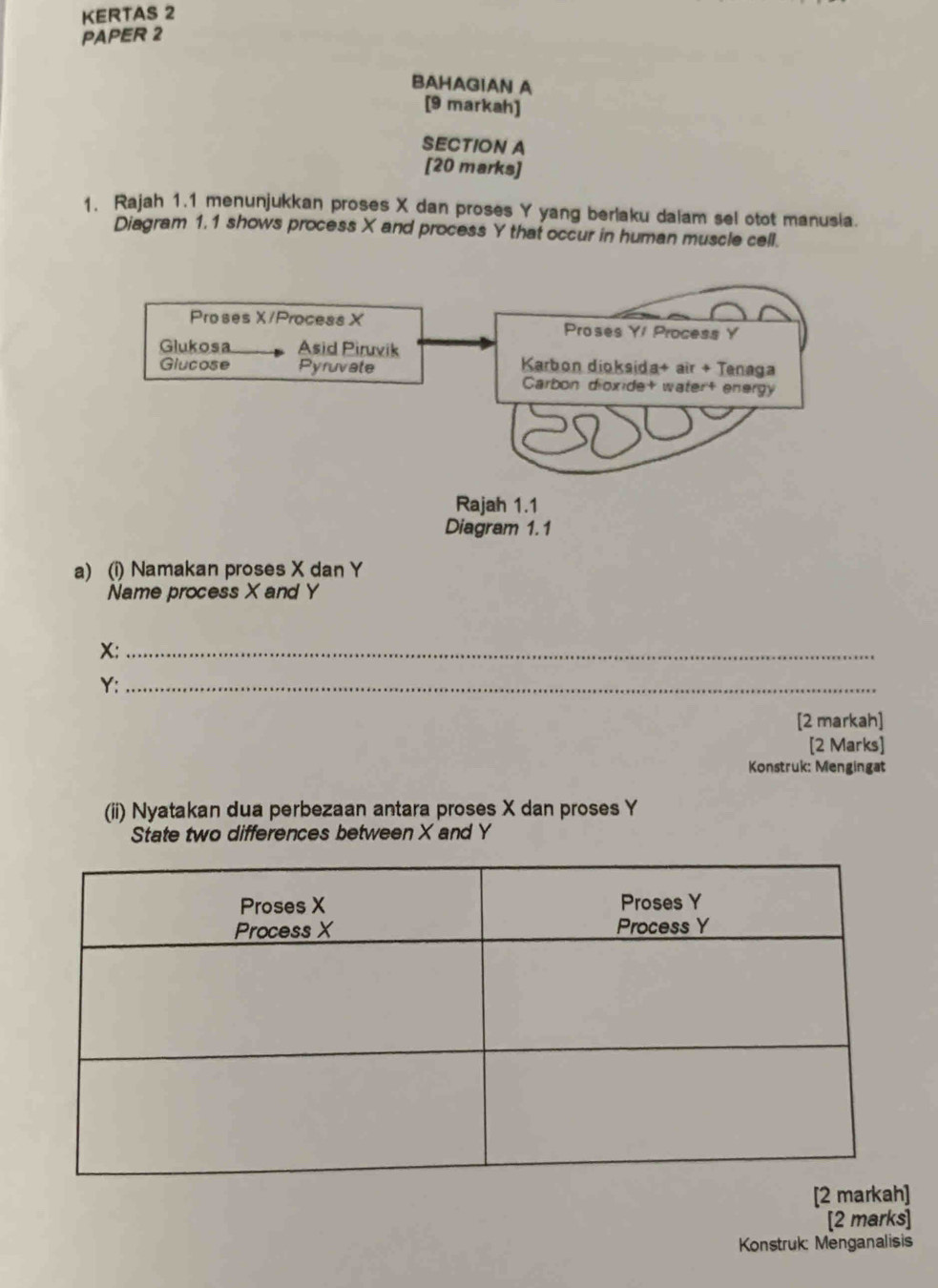 KERTAS 2 
PAPER 2 
BAHAGIAN A 
[9 markah] 
SECTION A 
[20 marks] 
1. Rajah 1.1 menunjukkan proses X dan proses Y yang berlaku dalam sel otot manusia. 
Diagram 1.1 shows process X and process Y that occur in human muscle cell. 
a) (i) Namakan proses X dan Y
Name process X and Y
X :_
Y :_ 
[2 markah] 
[2 Marks] 
Konstruk: Mengingat 
(ii) Nyatakan dua perbezaan antara proses X dan proses Y
State two differences between X and Y
[2 markah] 
[2 marks] 
Konstruk: Menganalisis