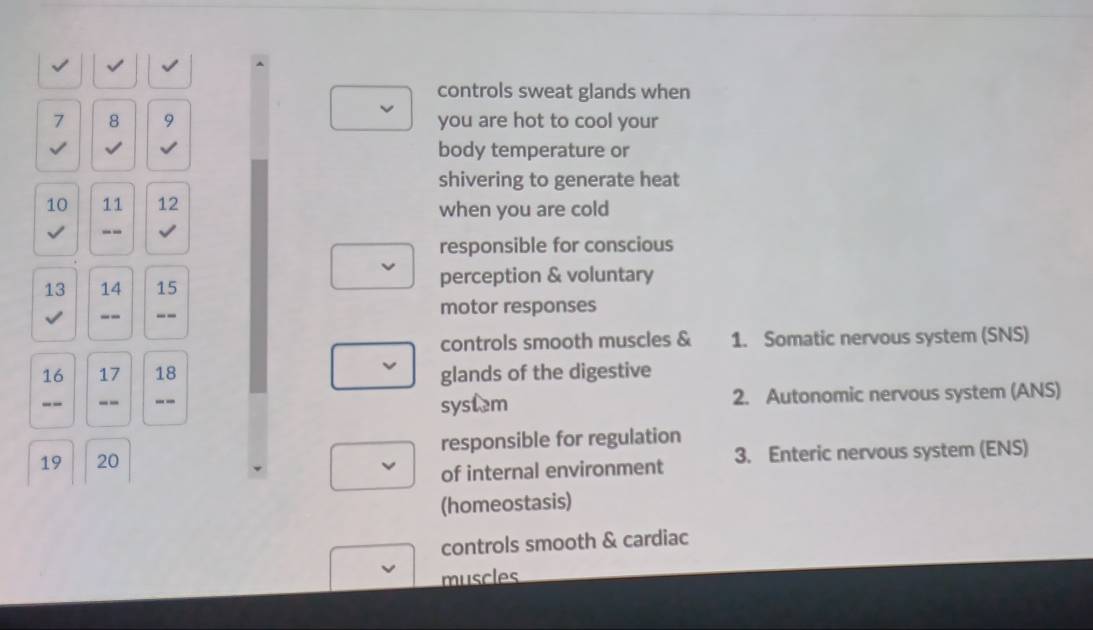 √ √
controls sweat glands when
7 8 9 you are hot to cool your
I √ body temperature or
shivering to generate heat
10 11 12 when you are cold
--
responsible for conscious
13 14 15 perception & voluntary
_- -- motor responses
controls smooth muscles & 1. Somatic nervous system (SNS)
16 17 18 glands of the digestive
-- -- -- 2. Autonomic nervous system (ANS)
syslem
19 20 responsible for regulation
of internal environment 3. Enteric nervous system (ENS)
(homeostasis)
controls smooth & cardiac
muscles