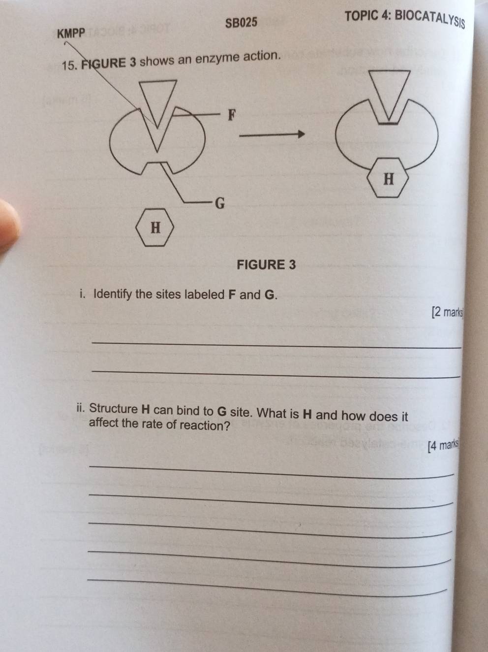 SB025 
TOPIC 4: BIOCATALYSIS 
KMPP 
15. FIGURE 3 shows an enzyme action.
F
H
G
H
FIGURE 3 
i. Identify the sites labeled F and G. 
[2 marks| 
_ 
_ 
ii. Structure H can bind to G site. What is H and how does it 
affect the rate of reaction? 
[4 marks 
_ 
_ 
_ 
_ 
_