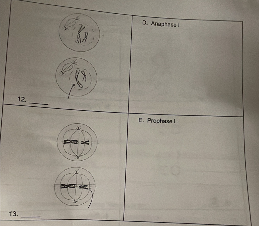 D. Anaphase I
_
12.
E. Prophase I
13._