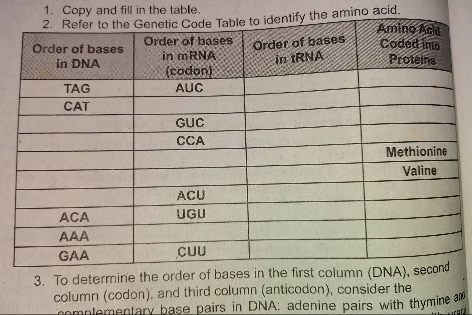 Copy and fill in the table. 
e amino acid. 
3. To determine the order of 
column (codon), and third column (anticodon), consider the 
omplementary base pairs in DNA: adenine pairs with thymine and