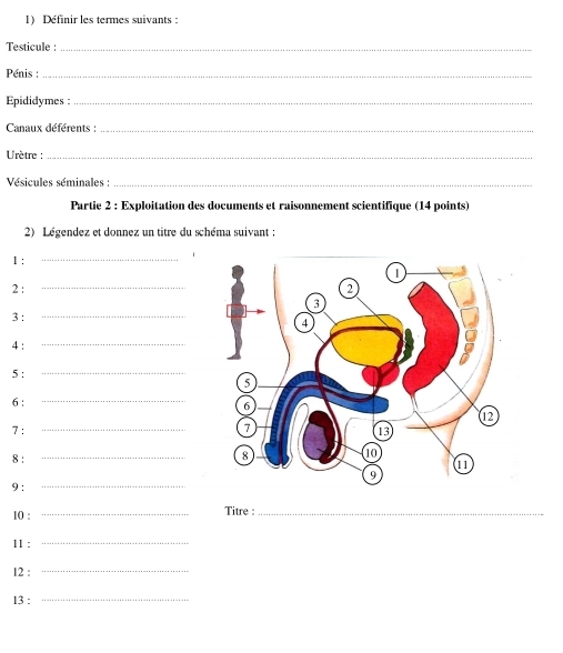 Définir les termes suivants : 
Testicule :_ 
Pénis :_ 
Epididymes _ 
Canaux déférents :_ 
Urètre :_ 
Vésicules séminales :_ 
Partie 2 : Exploitation des documents et raisonnement scientifique (14 points) 
2) Légendez et donnez un titre du schéma suivant : 
1 : 
_1 
2 : _ 
3 :_ 
4: 
_ 
5 :_ 
_ 
6 : 
7 : 
8 : _ 
9:_ 
10 : _Titre :_ 
11 : 
_ 
12 : 
_ 
13 :_