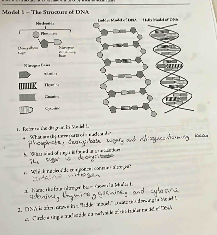 Model 1 - The Structure of DNA 
Nitrogen Bases 
Adenine 
Thymine 
Guanine 
Cytosine 
1. Refer to the diagram in Model 1. 
4. What are the three parts of a nucleotide? 
6. What kind of sugar is found in a nucleotide? 
c. Which nucleotide component contains nitrogen? 
d. Name the four nitrogen bases shown in Model 1. 
2. DNA is often drawn in a “ladder model.” Locate this drawing in Model 1. 
a. Circle a single nucleotide on each side of the ladder model of DNA.