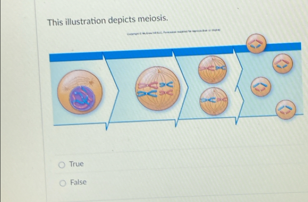 This illustration depicts meiosis.
True
False