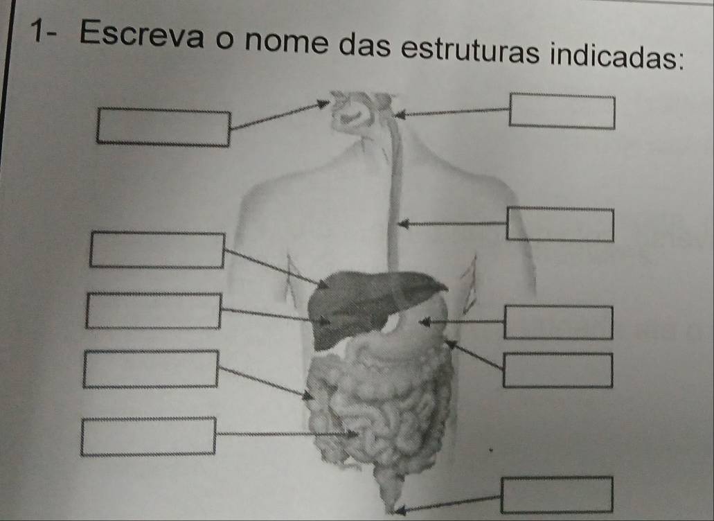 1- Escreva o nome das estruturas indicadas: