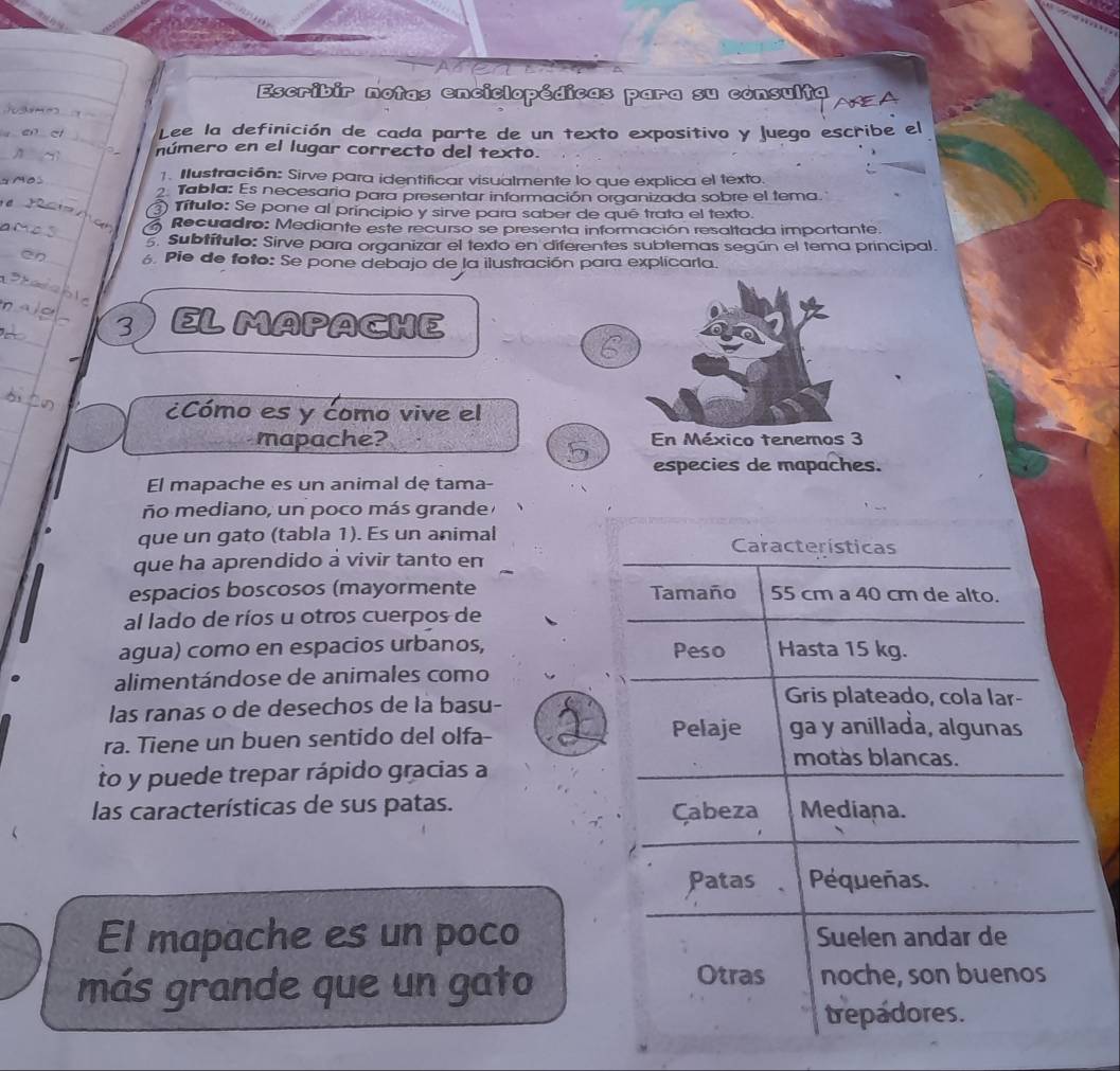 Escribir notas enciclopédicas para su consult
Lee la definición de cada parte de un texto expositivo y Juego escribe el
número en el lugar correcto del texto.
1. Ilustración: Sirve para identificar visualmente lo que explica el texto.
2. Tabla: Es necesaria para presentar información organizada sobre el tema.
Título: Se pone al principio y sirve para saber de qué trata el texto.
Recuadro: Mediante este recurso se presenta información resaltada importante.
. Subtítulo: Sirve para organizar el texto en diferentes subtemas según el tema principal.
6. Pie de foto: Se pone debajo de la ilustración para explicarla.
3 EL MAPACHE
6
¿Cómo es y como vive el
mapache? En México tenemos 3
5 especies de mapaches.
El mapache es un animal de tama-
ño mediano, un poco más grande 
que un gato (tabla 1). Es un animal Características
que ha aprendido à vivir tanto em
espacios boscosos (mayormente Tamaño 55 cm a 40 cm de alto.
al lado de ríos u otros cuerpos de
Peso
agua) como en espacios urbanos, Hasta 15 kg.
alimentándose de animales como
las ranas o de desechos de la basu-
Gris plateado, cola lar-
ra. Tiene un buen sentido del olfa-
Pelaje ga y anillada, algunas
motàs blancas.
to y puede trepar rápido gracias a
las características de sus patas. Çabeza Mediana.
Patas Pequeñas.
El mapache es un poco Suelen andar de
más grande que un gato
Otras noche, son buenos
trepadores.