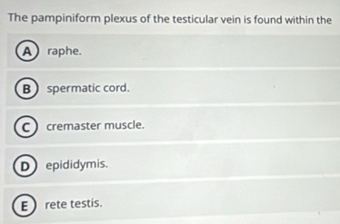 The pampiniform plexus of the testicular vein is found within the
A raphe.
B spermatic cord.
C ) cremaster muscle.
D epididymis.
E rete testis.