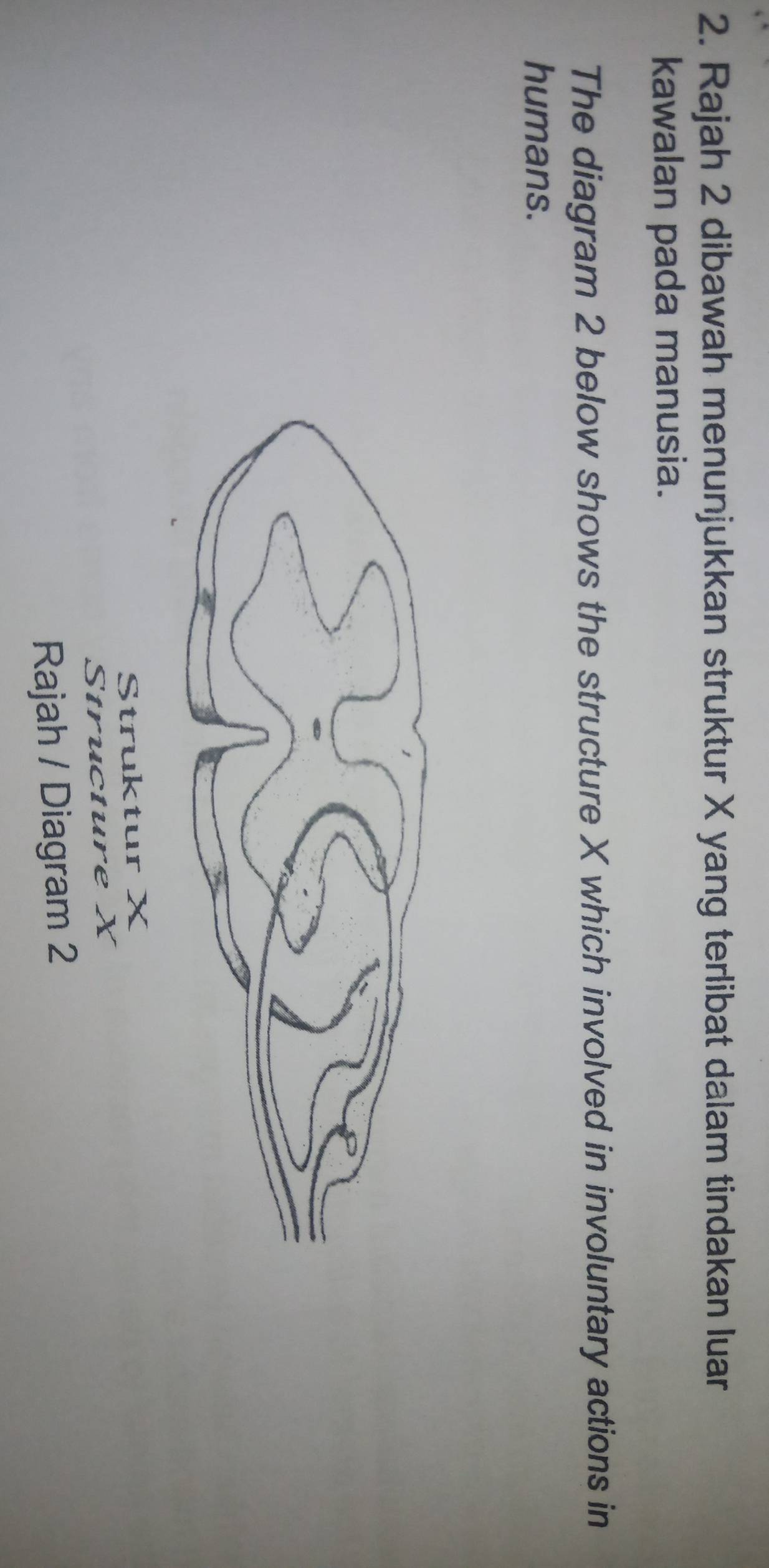 Rajah 2 dibawah menunjukkan struktur X yang terlibat dalam tindakan luar 
kawalan pada manusia. 
The diagram 2 below shows the structure X which involved in involuntary actions in 
humans. 
Struktur X
Structure X
Rajah / Diagram 2