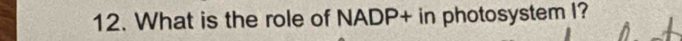 What is the role of NADP+ in photosystem I?