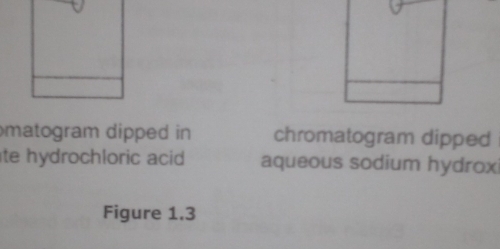 matogram dipped in chromatogram dipped 
te hydrochloric acid aqueous sodium hydrox 
Figure 1.3