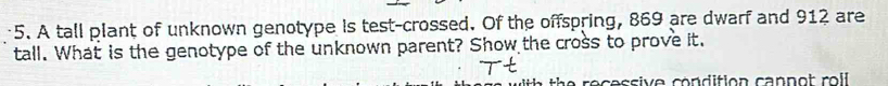 A tall plant of unknown genotype is test-crossed. Of the offspring, 869 are dwarf and 912 are 
tall. What is the genotype of the unknown parent? Show the cross to prove it. 
récessive condition cannot roll