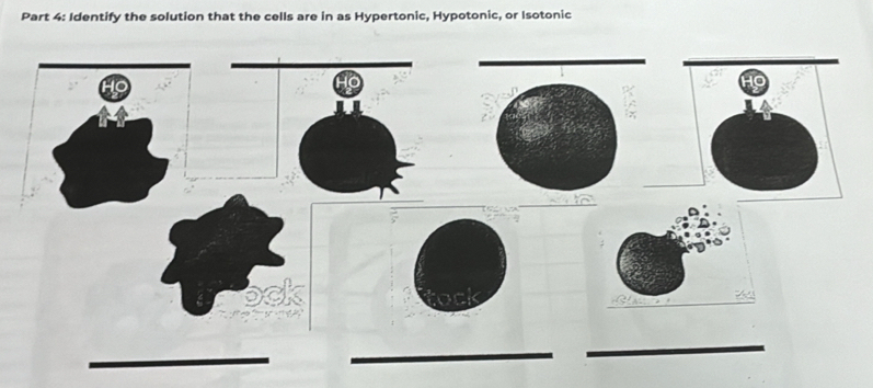 Identify the solution that the cells are in as Hypertonic, Hypotonic, or Isotonic