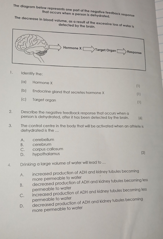 The diagram below represents one part of the negative feedback response
that occurs when a person is dehydrated.
The decrease in blood volume, as a result of the excessive loss of water is
detected by the brain.
1. Identify the:
(a) Hormone X (1)
(b) Endocrine gland that secretes hormone X
(1)
(c) Target organ (1)
2. Describe the negative feedback response that occurs when a 6
person is dehydrated, after it has been detected by the brain.
3. The control centre in the body that will be activated when an athlete is
dehydrated is the ...
A. cerebellum
B. cerebrum
C. corpus callosum
D. hypothalamus (2)
4. Drinking a large volume of water will lead to ...
A. increased production of ADH and kidney tubules becoming
more permeable to water
B. decreased production of ADH and kidney tubules becoming less
permeable to water
C. increased production of ADH and kidney tubules becoming less
permeable to water
D. decreased production of ADH and kidney tubules becoming
more permeable to water