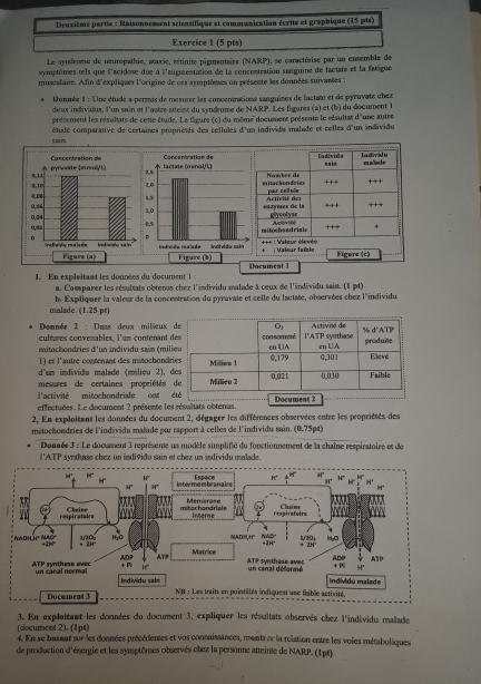 Deuxième partie : Raisonnement scientifique et communication écrite et graphique (15 pts)
Exercice 1 (5 pts)
Le syndrome de neuropathie, ataxie, rétinite pigmentaire (NARP), se caractérise par un ensemble de
symptômes tels que l'acidose due à l'augmentation de la concentration sanguine de lactate et la fatigue
museulaire. Afin d'expliquer l'origine de ces symptéeses on présente les données suivantes :
Donnée 1 : Une étude a permis de mesurer les concentrations sanguises de lactate et de pyruvate chez
deux individus, l'un sain et l'autre attemnt du syndrome de NARP. Les figures (a) et (b) du document l
présentent les résultats de cette étude. La figure (c) du même document présente le résultar d'une autre
zmn  étude comparative de certaines propriésés des cellules d'un individu malade et celles d'un individo
 
 
 
 
1. En expleitant les données du document | : 
a. Comparer les résultats obtenus chez l'individu malade à ceux de l'individu sain. (1 pt)
malade. (1.25 pt) b. Expliquer la valeur de la concentration du pyruvate et celle du lactate, observées chez l'individu
Domnée 2 : Dans deux milieux 
cultures convenables, l'um contenant 
mitochondries d'un individu saim (mil
1) et l'autre contenant des mitochondr
d'uo in divídu malade ( milicu  1 ,  
mesures de certaines propriétés 
l'activité mitochondriale ont Document 2
effectuées. Le document 2 présente les résultats obtenus.
2. En exploitant les données du document 2, dégager les différences observées entre les propriétés des
mitochondries de l'individu malade par rapport à celles de l'individu sain. (0.75p4)
Donnée 3 : Le document 3 représene us modèle simplifié du fonctionnement de la chaîne respiratoire et de
l'ATP synthase chez un indiviðu sain et chez un individu malade
Document 3
3. En exploitant les données du document 3, expliquer les résultats observés chez l'individu malade
(document 2). (1pt)
4. En se basant sur les données précédenes et vos consaissances, mentrer la relation entre les voies métaboliques
de production d'énergie et les symptômes observés chez la personne atteinte de NARP. (1pt)