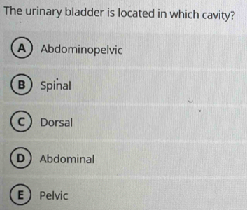 The urinary bladder is located in which cavity?
AAbdominopelvic
BSpinal
CDorsal
DAbdominal
EPelvic