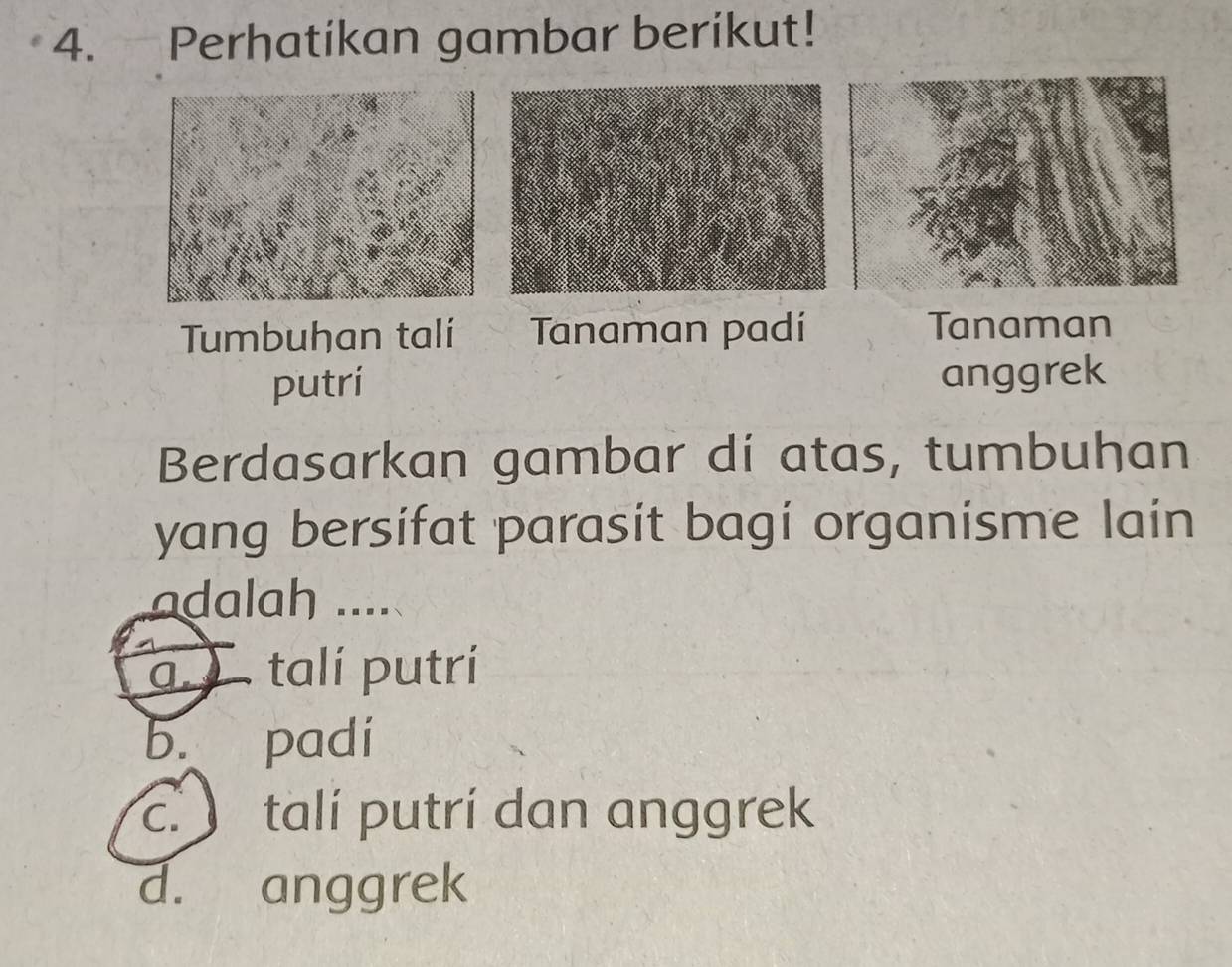 Perhatikan gambar berikut!
Tumbuhan talí Tanaman padí Tanaman
putri anggrek
Berdasarkan gambar di atas, tumbuhan
yang bersifat parasit bagi organisme lain
adalah ....
talí putrí
b. padi
c. talí putrí dan anggrek
d. anggrek