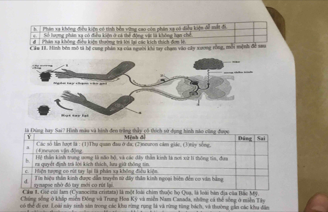 b. Phản xạ không điều kiện có tính bền vững cao còn phản xạ có diều kiện đễ mất đi.
C. Số lượng phản xạ có điều kiện ở cá thể động vật là không hạn chế.
d Phản xạ không điều kiện thường trả lời lại các kích thích đơn lẻ.
Câu 11. Hình bên mô tả hệ cung phản xạ của người khi tay chạm vào cây xương rồng, mỗi mệnh đề sau
là Đúng hay Sai? Hình màu và hình đen trắng thầy cô t
m (Cyanocitta cristata) là một loài chim thuộc họ Quạ, là loài bản địa của Bắc Mỹ.
Chúng sống ở khắp miền Đông và Trung Hoa Kỳ và miền Nam Canada, những cá thể sống ở miền Tây
có thể đi cư. Loài này sinh sản trong các khu rừng rụng lá và rừng tùng bách, và thường gần các khu dân