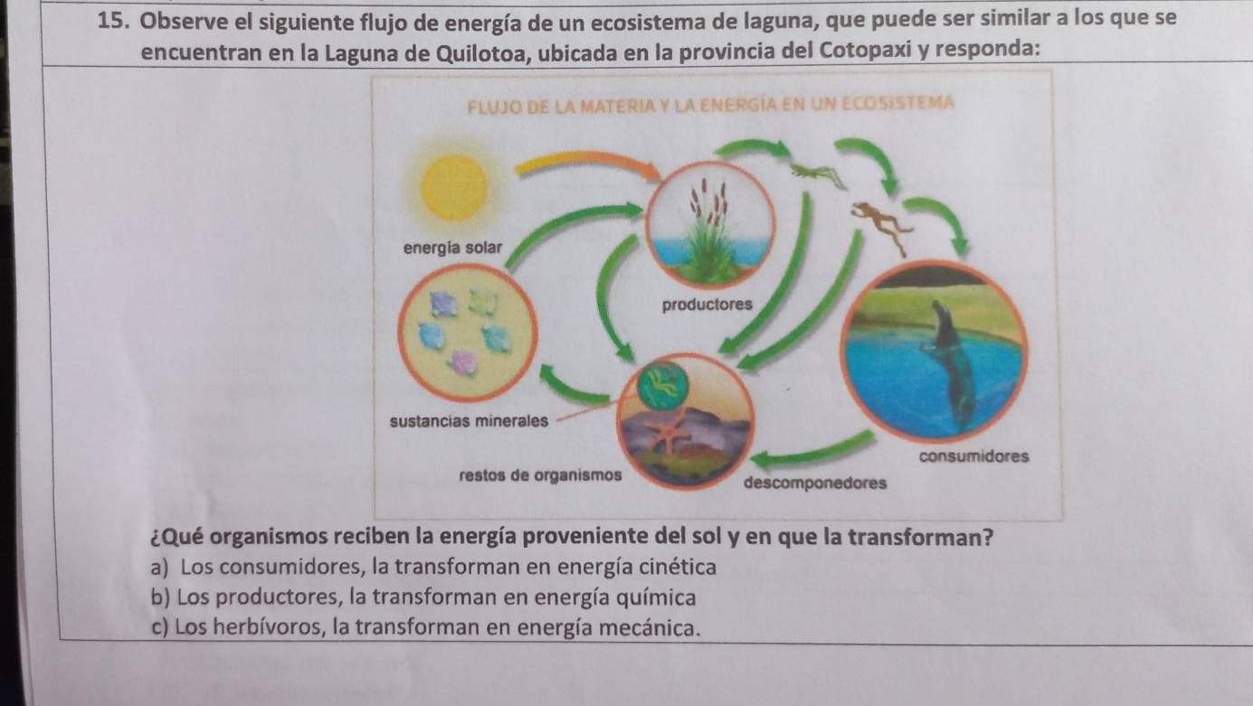 Observe el siguiente flujo de energía de un ecosistema de laguna, que puede ser similar a los que se
encuentran en la Laguna de Quilotoa, ubicada en la provincia del Cotopaxi y responda:
¿Qué organismos reciben la energía proveniente del sol y en que la transforman?
a) Los consumidores, la transforman en energía cinética
b) Los productores, la transforman en energía química
c) Los herbívoros, la transforman en energía mecánica.