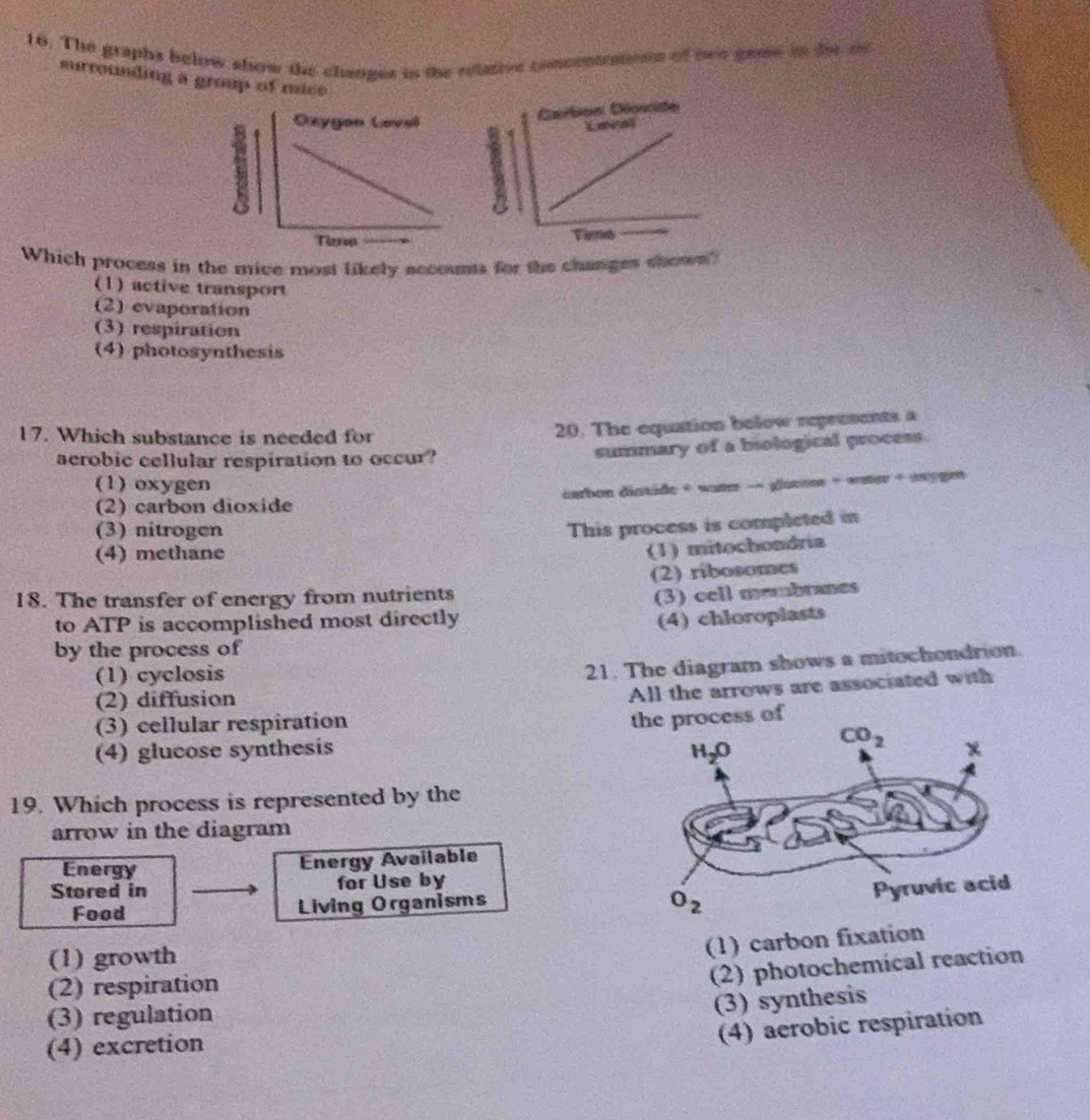 The graphs below show the changes in the relaive comoentsaesn of two gaes in do od
surrounding a group of mice
Which process in the mice most likely accounts for the changes shows?
(1) active transport
(2) evaporation
(3) respiration
(4) photosynthesis
17. Which substance is needed for
20. The equation below represents a
aerobic cellular respiration to occur?
summary of a biological process.
(1) oxygen
(2) carbon dioxide carbon dinxide + wane → glusose + water + uxygen
(3) nitrogen
This process is completed in
(4) methane
(1) mitochondria
(2) ribosomes
18. The transfer of energy from nutrients
(3) cell mombranes
to ATP is accomplished most directly
(4) chloroplasts
by the process of
(1) cyclosis
21. The diagram shows a mitochondrion.
(2) diffusion
All the arrows are associated with
(3) cellular respiration
rocess of
(4) glucose synthesis 
19. Which process is represented by the
arrow in the diagram
Energy Energy Available
Stored in for Use by
Food Living Organisms
(1)growth
(1) carbon fixation
(2) respiration
(2) photochemical reaction
(3) regulation
(3) synthesis
(4) excretion
(4) aerobic respiration