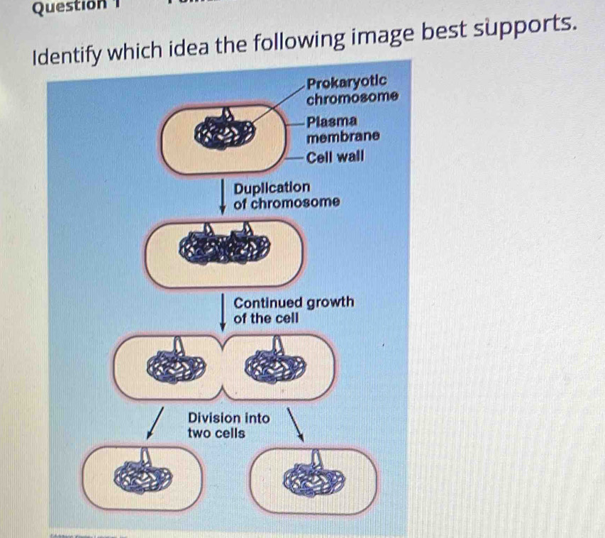 Question
Identify which idea the following image best supports.
Prokaryotic
chromosome
Plasma
membrane
Cell wall
Duplication
of chromosome
Continued growth
of the cell
Division into
two cells