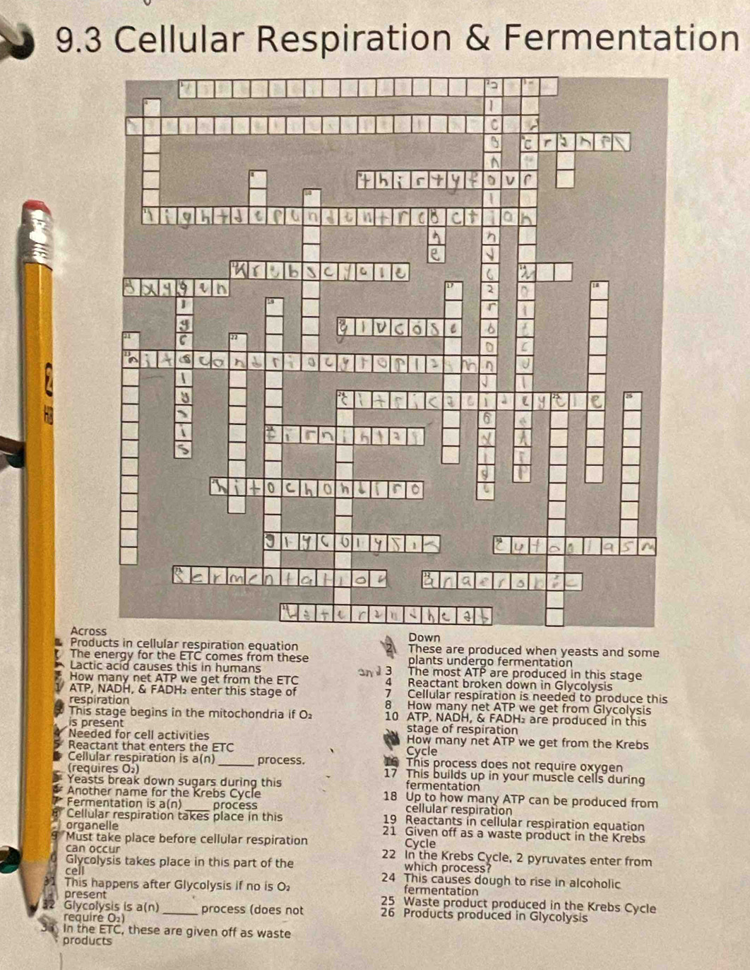 9.3 Cellular Respiration & Fermentation 
Acro 
Products in cellular respiration equation These are produced when yeasts and some 
The energy for the ETC comes from these plants undergo fermentatión 
Lactic acid causes this in humans The most ATP are produced in this stage 
How many net ATP we get from the ETC an d 3 4 Reactant broken down in Glycolysis 
ATP, NADH, & FADH₂ enter this stage of 7 Cellular respiration is needed to produce this 
respiration 8 How many net ATP we get from Ġlycolysis 
This stage begins in the mitochondria if O 10 ATP, NADH, & FADH are produced in this 
is present stage of respiration 
Needed for cell activities How many net ATP we get from the Krebs 
Reactant that enters the ETC Cycle 
Cellular respiration is a(n)_ process. 16 This process does not require oxygen 
(requires O) 17 This builds up in your muscle cells during 
Yeasts break down sugars during this fermentation 
Another name for the Krebs Cycle 18 Up to how many ATP can be produced from 
Fermentation is a(n) _process cellular respiration 
Cellular respiration takes place in this 19 Reactants in cellular respiration equation 
organelle 21 Given off as a waste product in the Krebs 
Must take place before cellular respiration Cycle 
can occur 22 In the Krebs Cycle, 2 pyruvates enter from 
Glycolysis takes place in this part of the which process? 
cell 24 This causes dough to rise in alcoholic 
This happens after Glycolysis if no is O fermentation 
present 25 Waste product produced in the Krebs Cycle 
Glycolysis is a(n)_ process (does not 26 Products produced in Glycolysis 
requiré O₂) 
In the ETC, these are given off as waste 
products