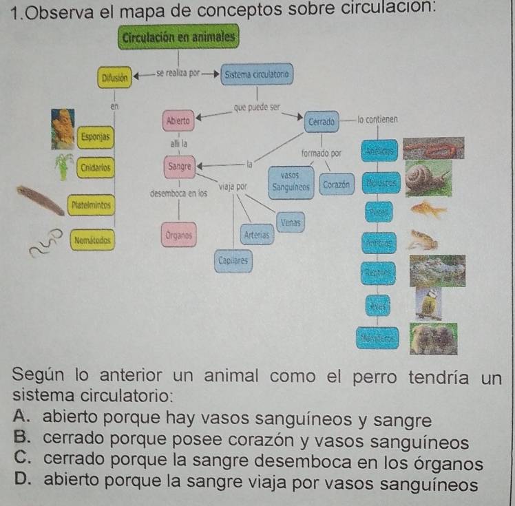 Observa el mapa de conceptos sobre circulación:
Según lo anterior un animal como el perro tendría un
sistema circulatorio:
A. abierto porque hay vasos sanguíneos y sangre
B. cerrado porque posee corazón y vasos sanguíneos
C. cerrado porque la sangre desemboca en los órganos
D. abierto porque la sangre viaja por vasos sanguíneos