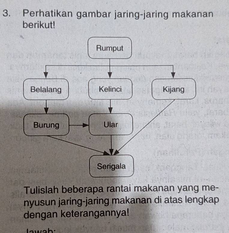 Perhatikan gambar jaring-jaring makanan 
berikut! 
Tulislah beberapa rantai makanan yang me- 
nyusun jaring-jaring makanan di atas lengkap 
dengan keterangannya!