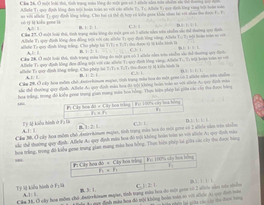 Ở một loài thủ, tính trạng màu lông đo một gen có 3 allele nằm trên nhiễm sác thể thường quy định.
Allele Tị quy định lông đen trội hoàn toàn so với các allele T_7,T_3 Allele T_2 quy định lǒng vàng trội hoàn toàn
so với allele T_3 quy định lồng trắng. Cho hai cá thể đị hợp có kiểu gene khác nhau lai với nhau thu được F_1,F_1
có tỷ lệ kiểu gene là
4:1. B. 1:2:1. C.3:1. D. 1:1:1:1.
Câu 27, Ở một loài thủ, tinh trạng màu lông do một gen có 3 allele nằm trên nhiễm sắc thể thường quy định.
Allele T_1 quy định lông đen đồng trội với các allele T₂ quy định lông vàng; Allele T_1=T_2 trội hoàn toàn so với
allele T_3 quy định lông trắng. Cho phép lai T_1T_2* T_2T 5 thu được tỷ lệ kiểu hình là
A,1:1. B. 1:2:1. C 3:1. D 1:1:1:1.
Cầu 28. Ở một loài thủ, tính trạng màu lông do một gen có 3 allele nằm trên nhiễm sắc thể thường quy định.
Allele Tı quy định lồng đen đồng trội với các allele T_2 T_1,T_2
allele Tạ quy định lông trắng. Cho phép lai T_1T_3* T_2T_3 quy định lǒng vàng; Allele : hu được tý lệ kiểu hình là trội hoàn toàn so với
A. 1:1. B. 1:2:1. C. 3:1. n 1:1:1:1:
Câu 29. Ở cây hoa mồm chó Antirrhinum majus, tỉnh trạng màu hoa do một gene có 2 allele nằm trên nhiễm
sắc thể thường quy định. Allele A_1 quy định màu hoa đò trội không hoàn toàn so với allele A> quy định màu
hoa trắng, trong đó kiểu gene trung gian mang màu hoa hồng. Thực hiện phép lai giữa các cây thu được bằng
sau.
Tỷ lệ kiểu hình ở F_2 là
B. 1:2:1. C.3:1. D 1 1:1:1.
A 1:1.
Câu 30. Ở cây hoa mõm chó Antirrhinum majus, tính trạng màu hoa do một gene có 2 allele nằm trên nhiễm
sắc thể thường quy định. Allele A1 quy định màu hoa đỏ trội không hoàn toàn so với allele A2 quy định màu
hoa trắng, trong đó kiểu gene trung gian mang màu hoa hồng. Thực hiện phép lai giữa các cây thu được bảng
sau.
Tỷ lệ kiểu hình ở F_2| a C. 1:2:1. D. 1:1:1:1.
A. 1:1. B. 3:1.
Câu 31. Ở cây hoa mõm chó Antirrhinum majus, tính trạng màu hoa do một gene có 2 allele nằm trên nhiễm
Alele ội quy định màu hoa đỏ trội không hoàn toàn so với allele A2 quy định màu
hiệ n phé p lai giữa các cây thu được bảng