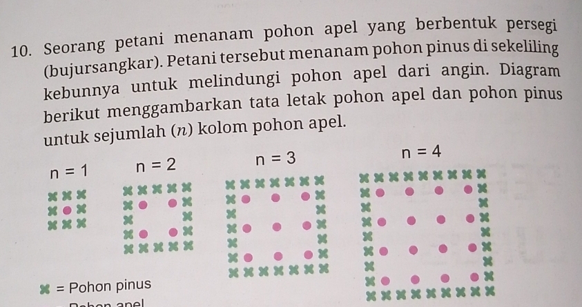 Seorang petani menanam pohon apel yang berbentuk persegi 
(bujursangkar). Petani tersebut menanam pohon pinus di sekeliling 
kebunnya untuk melindungi pohon apel dari angin. Diagram 
berikut menggambarkan tata letak pohon apel dan pohon pinus 
untuk sejumlah (n) kolom pohon apel.
n=1 n=2
n=3
n=4
* = Pohon pinus 
anel