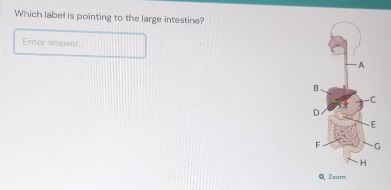 Solved: Which label is pointing to the large intestine? Enter answer ...