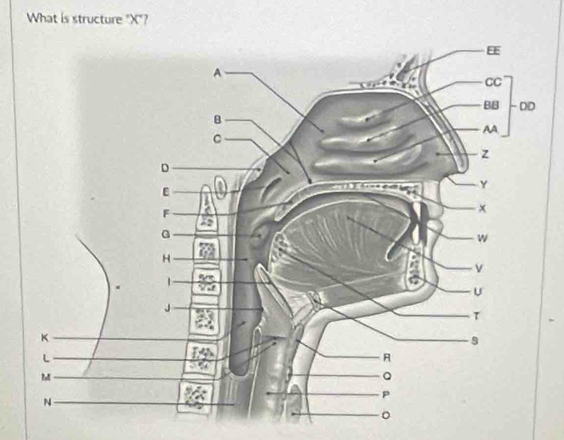 What is structure "X"?