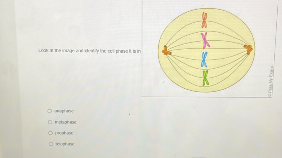 Look at the image and identify the cell phase it is in
anaphase
metaphase
prophase
telophase