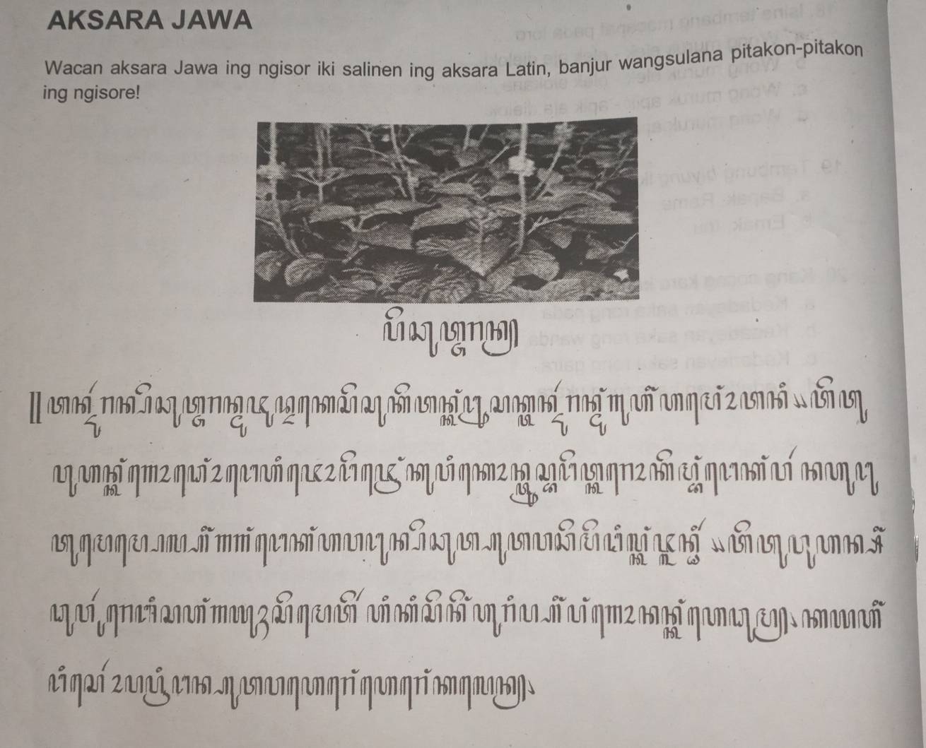 AKSARA JAWA 
Wacan aksara Jawa ing ngisor iki salinen ing aksara Latin, banjur wangsulana pitakon-pitakon 
ing ngisore!
5
15
n