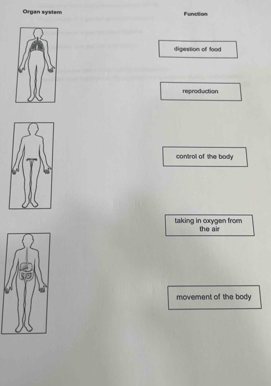 Organ system Function
digestion of food
reproduction
control of the body
taking in oxygen from
the air
movement of the body