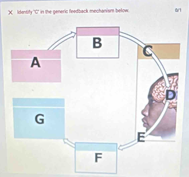 Identify "C" in the generic feedback mechanism below. 0/1