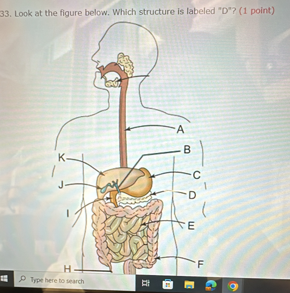 Look at the figure below. Which structure is labeled "D"? (1 point) 
Type here to search