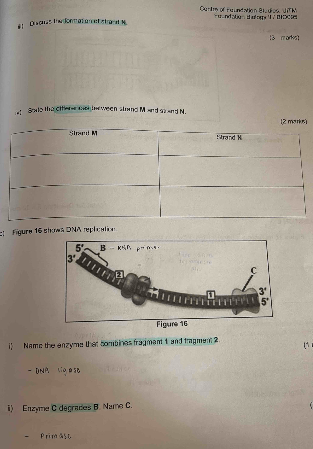 Centre of Foundation Studies, UiTM
Foundation Biology II / BIO095
iii) Discuss the formation of strand N.
(3 marks)
iv) State the differences between strand M and strand N.
(2 marks)
Strand M
Strand N
) Figure 16 shows DNA replication.
i) Name the enzyme that combines fragment 1 and fragment 2.
(1 
ii) Enzyme C degrades B. Name C.