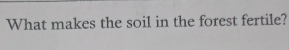 What makes the soil in the forest fertile?