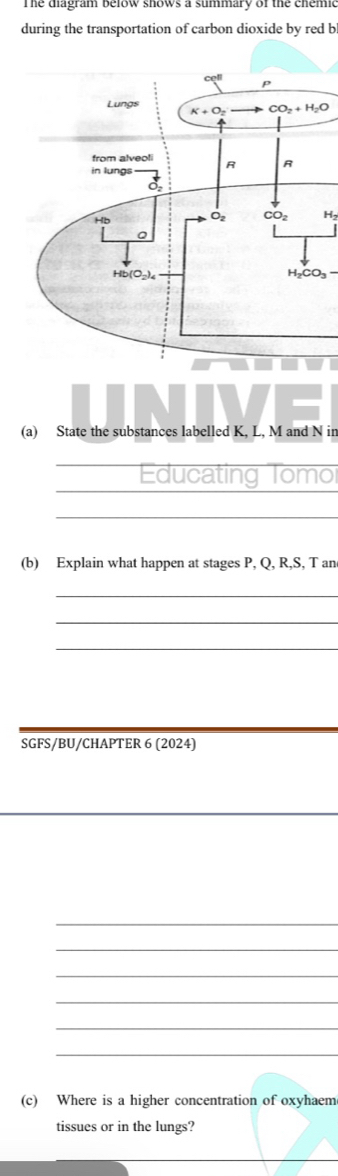 The diagram below shows a summary of the chemic
during the transportation of carbon dioxide by red b
Hz
(a) State the substances labelled K, L, M and N in
Educating Tomo
_
(b) Explain what happen at stages P, Q, R,S, T an
_
_
_
SGFS/BU/CHAPTER 6 (2024)
_
_
_
_
_
_
(c) Where is a higher concentration of oxyhaem
tissues or in the lungs?
_