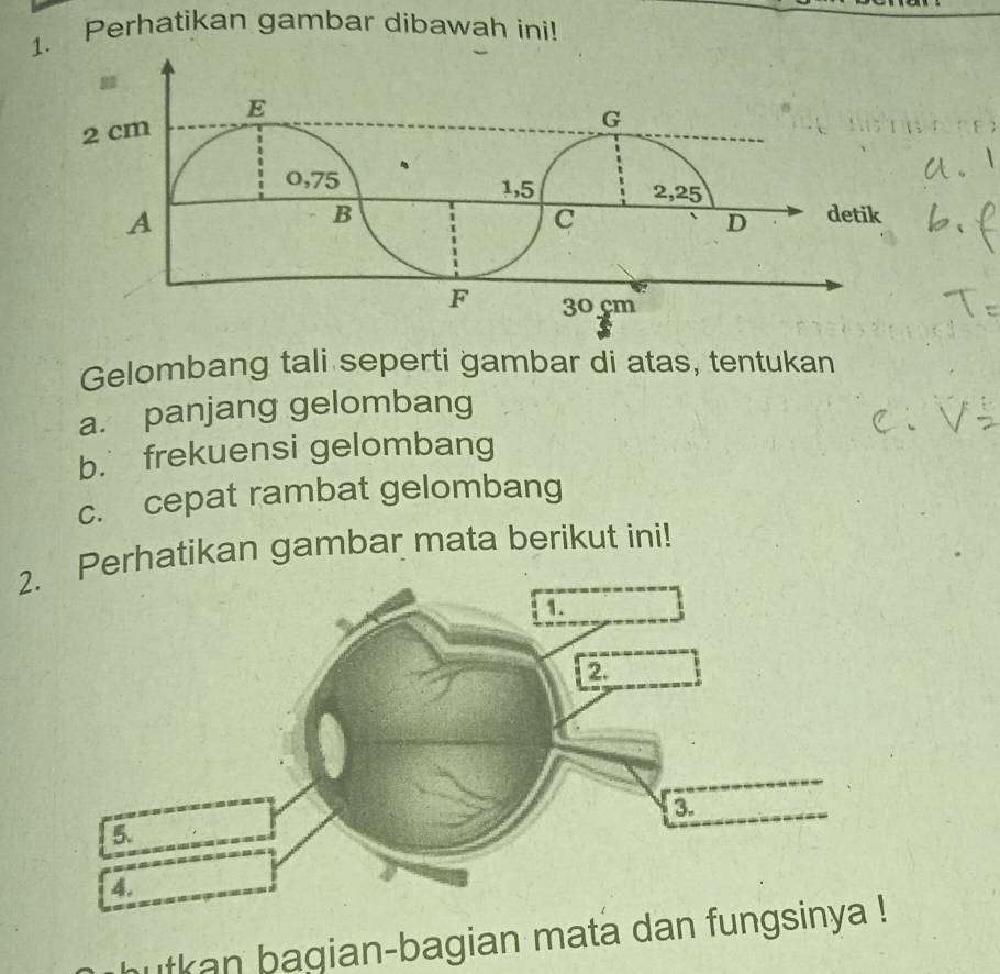 Perhatikan gambar dibawah ini! 
Gelombang tali seperti gambar di atas, tentukan 
a. panjang gelombang 
b. frekuensi gelombang 
c. cepat rambat gelombang 
2. Perhatikan gambar mata berikut ini! 
utkan bagian-bagian mata dan fun!