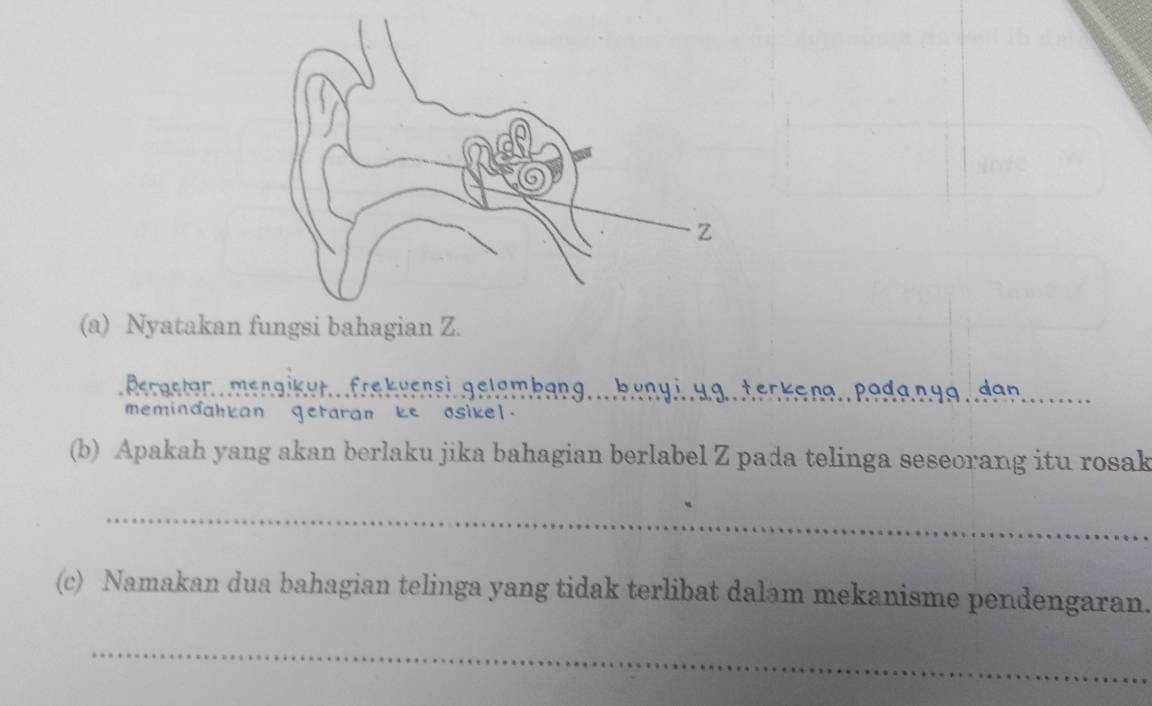 Nyatakan fungsi bahagian Z. 
Perasten . menaikur..frekvensi. gelambang...bunyiug. teckene.. poda.ng9.dan._ 
memindahkan getaran ke osikel. 
(b) Apakah yang akan berlaku jika bahagian berlabel Z pada telinga seseorang itu rosak 
_ 
(c) Namakan dua bahagian telinga yang tidak terlibat dalam mekanisme pendengaran. 
_