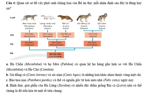 Quan sát sơ đồ cây phát sinh chủng loại của Bộ ăn thịt, mỗi nhận định sau đây là đúng hay
sai?
a. Họ Chồn (Mustelidae) và họ Mèo (Felidae) có quan hệ họ hàng gần hơn so với Họ Chồn
(Mustelidae) và Họ Chó (Canidae)
b. Sói đồng cỏ (Canis latrans) và sói xám (Canis lupus) là những loài khác nhau thuộc cùng một chi.
c. Báo hoa mai (Panthera pardus) có thể có nguồn gốc từ loài mèo nhà (Felis catus) ngày nay.
d. Hình thái, giải phẫu của Họ Lừng (Taxidae) có nhiều đặc điểm giống Rái cá (Lutra) nên có thể
chúng là đã tiển hóa từ một tổ tiên chung.