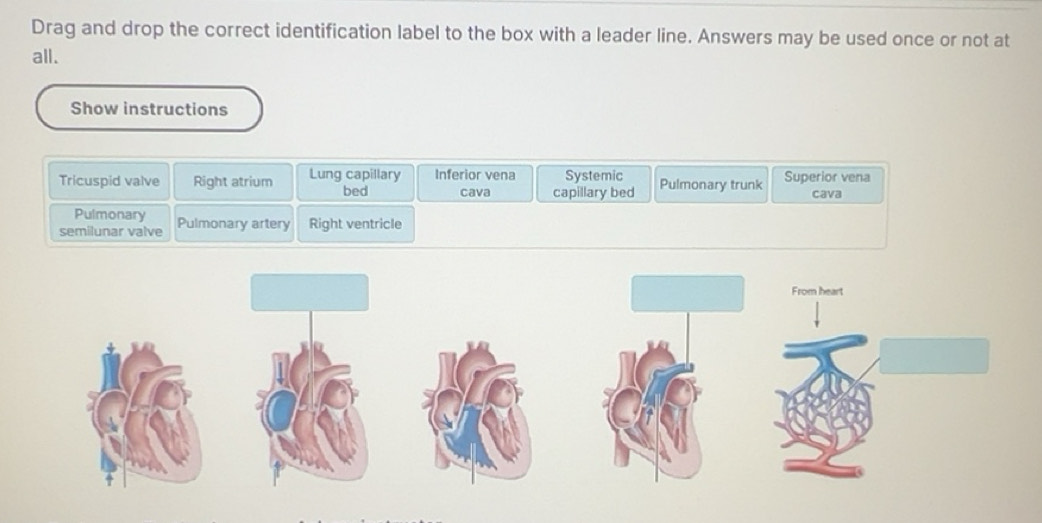 Solved: Drag and drop the correct identification label to the box with ...