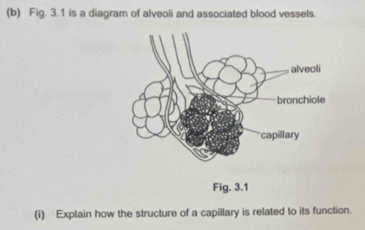 Fig. 3.1 is a diagram of alveoli and associated blood vessels. 
Fig, 3.1 
(i) Explain how the structure of a capillary is related to its function.