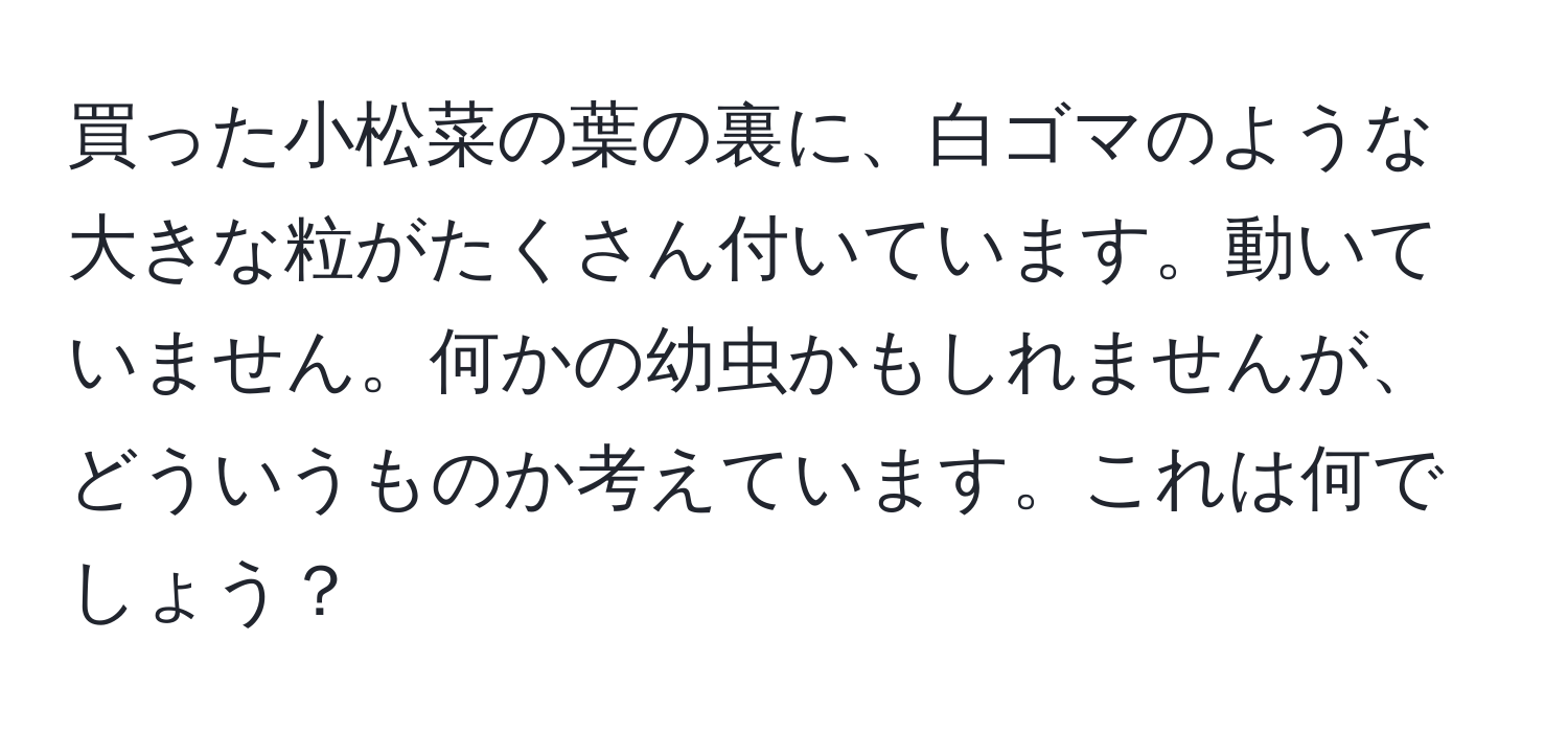 買った小松菜の葉の裏に、白ゴマのような大きな粒がたくさん付いています。動いていません。何かの幼虫かもしれませんが、どういうものか考えています。これは何でしょう？