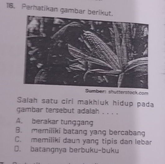 Perhatikan gambar beriku
Sumber: shutterstock.com
Salah satu ciri makhluk hidup pada
gambar tersebut adalah . . . .
A. berakar tunggang
B. memiliki batang yang bercabang
C. memiliki daun yang tipis dan lebar
D. batangnya berbuku-buku