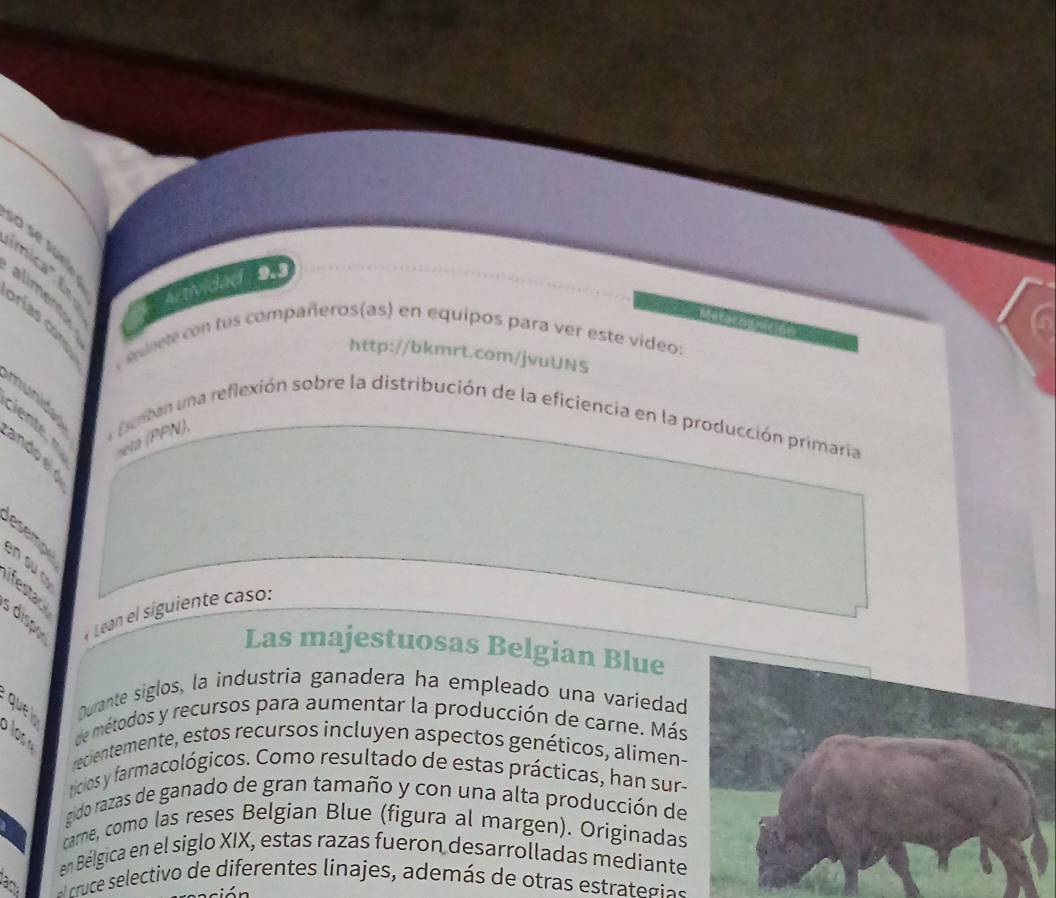 su e 
vdad o 
mic' alimentar 
rías con 
eiel con tus compañeros(as) en equipos para ver este video: 
http://bkmrt.com/jvuUNS 
munid ente n seta (PPN), 
a Donban una reflexión sobre la distribución de la eficiencia en la producción primaria 
andoeld 
esempy 
en su c 
ifestac 
dispo « Lean el siguiente caso: 
Las majestuosas Belgian Blue 
que l Durante siglos, la industria ganadera ha empleado una variedad 
de métodos y recursos para aumentar la producción de carne. Más 
recientemente, estos recursos incluyen aspectos genéticos, alimen- 
tricios y farmacológicos. Como resultado de estas prácticas, han sur- 
gido razas de ganado de gran tamaño y con una alta producción de 
carne, como las reses Belgian Blue (figura al margen). Originadas 
en Bélgica en el siglo XIX, estas razas fueron desarrolladas mediante 
an ruce selectivo de diferentes linajes, además de otras estrategia