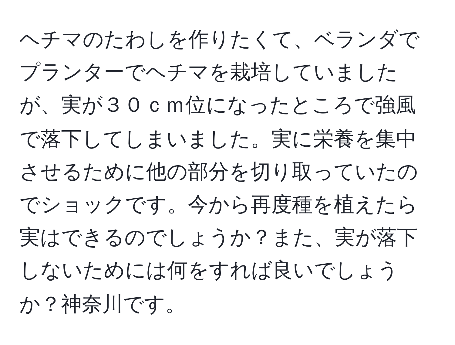 ヘチマのたわしを作りたくて、ベランダでプランターでヘチマを栽培していましたが、実が３０ｃｍ位になったところで強風で落下してしまいました。実に栄養を集中させるために他の部分を切り取っていたのでショックです。今から再度種を植えたら実はできるのでしょうか？また、実が落下しないためには何をすれば良いでしょうか？神奈川です。